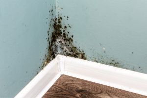 Black Mold in House - Affordable Restoration