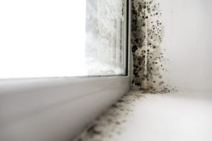 House Mold - Affordable Restorations