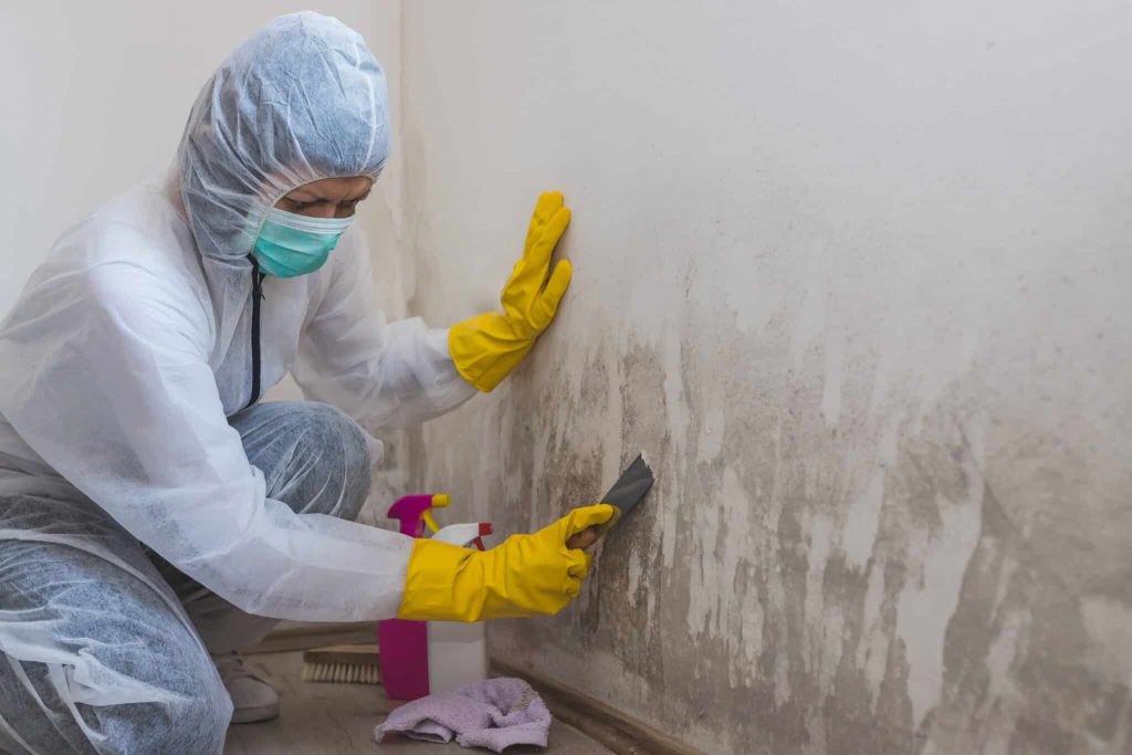 Mold Removal